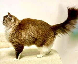 Ronnie the Ragdoll side profile (left)