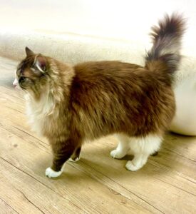 Ronnie the Ragdoll side profile (left)