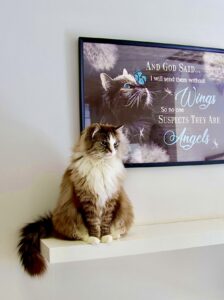 Ronnie the Ragdoll sitting on ledge