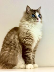Ronnie the Ragdoll sitting pretty