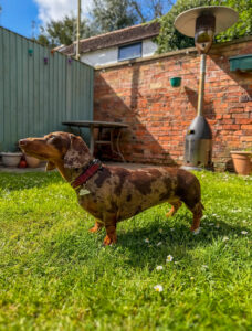 Nala the Mini Dachshund side profile (left)