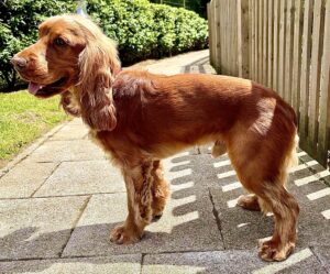 Right side profile of Show Cocker Spaniel