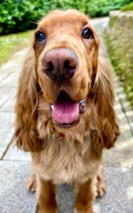 Close up shot of Show Cocker Spaniel