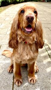 Show Cocker Spaniel sitting on paved walkway for photo
