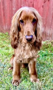 Show Cocker Spaniel sitting in grass with red fence