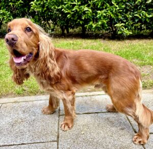 side profile of Show Cocker Spaniel with mouth open