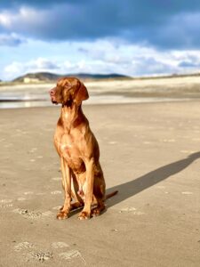 Hungarian Vizsla sitting on the beach looking left