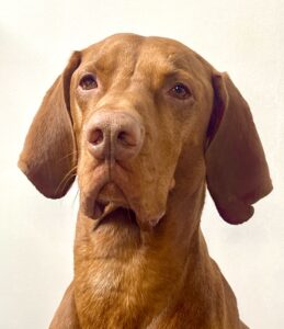 Close up photo of a Hungarian Vizsla 