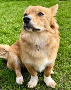 Tan and white Corgi looking left for photo