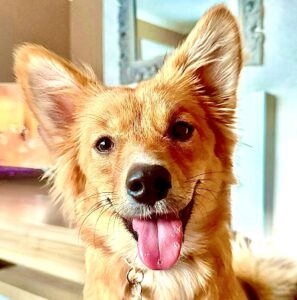 Tan and white Corgi smiling with her tongue out