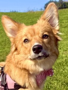 Tan and white Corgi close up photograph