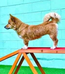 Tan and white Corgi on a balance beam