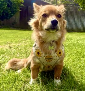 Tan and white Corgi sitting on the grass with a harness