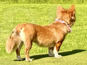 Tan and white Corgi photo from behind