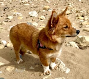 Tan and white Corgi on the beach