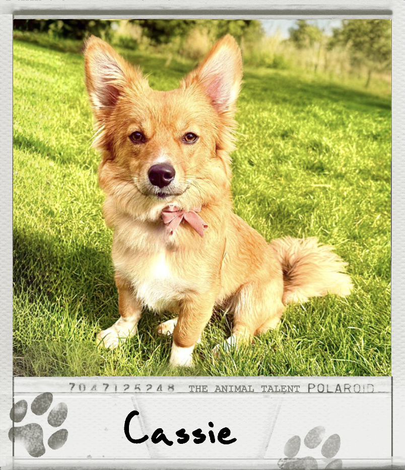 Cassie the Corgi Polaroid