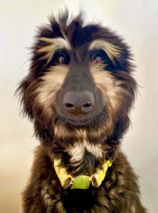 Brown and Tan Afghan Hound smiling for the camera