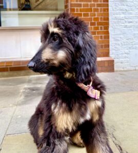 Brown and Tan Afghan Hound looking left
