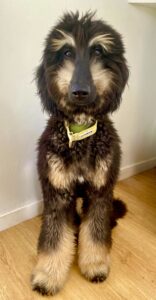 Brown and Tan Afghan Hound Sitting for photo