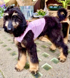 Brown and Tan Afghan Hound wearing a pink vest