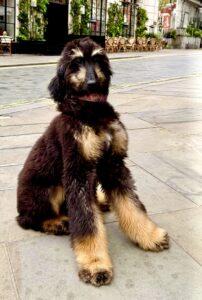 Brown and Tan Afghan Hound with long front legs