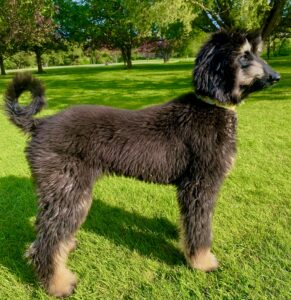 Brown and Tan Afghan Hound standing and looking to the right