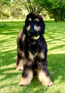 Brown and Tan Afghan Hound standing frontal