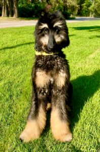 Brown and Tan Afghan Hound sitting on grass