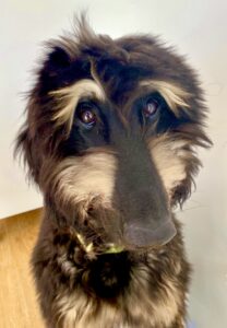 Brown and Tan Afghan Hound looking up at the camera