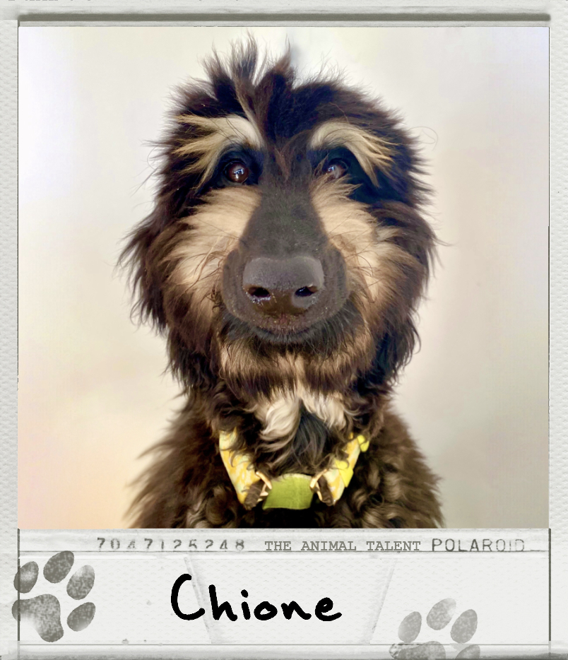 Chione the Afghan Hound Polaroid