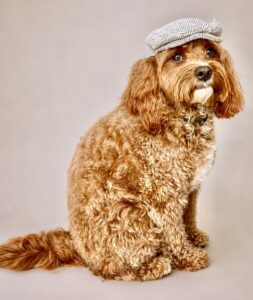 Cavapoo sitting for photo with a hat on