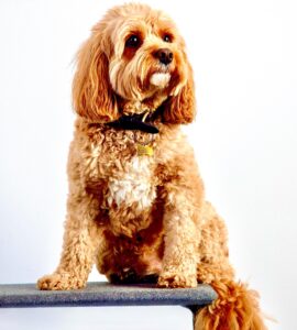 Cavapoo with paws up on platform