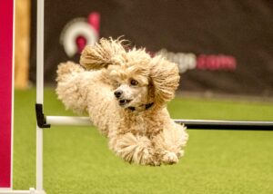Toy Poodle jumping over agility pole