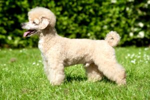 Toy Poodle standing left side profile
