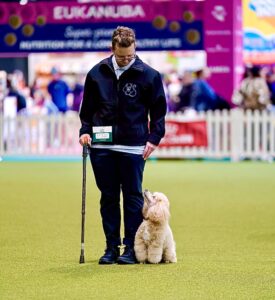Toy Poodle standing with owner at a dog competition