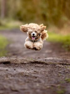 Toy Poodle jumping through the air