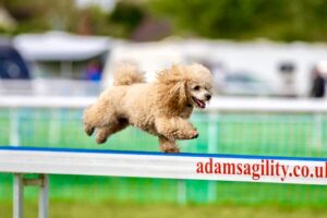 Toy Poodle walking on a balance beam