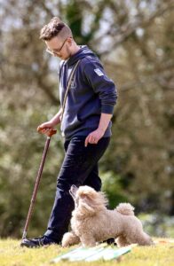 Toy Poodle walking and looking up at his owner