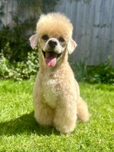 Toy Poodle sitting on grass smiling for a photograph