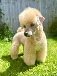 Toy Poodle with a fresh groom