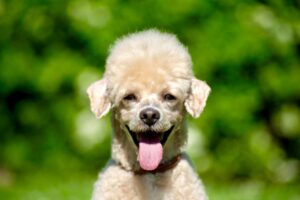Toy Poodle with long hair on the top of his head