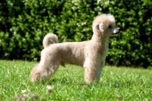 Toy Poodle standing looking to the right
