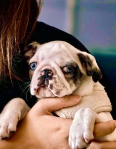 White and black pug with blue eyes in owners arms