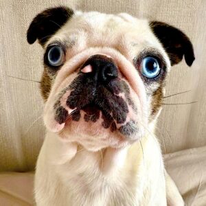  White and black pug with blue eyes close up