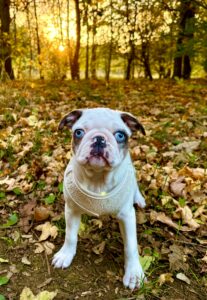 White and black pug with blue eyes sitting with leaves