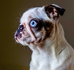 White and black pug with blue eyes looking left
