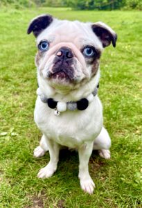 White and black pug with blue eyes sitting on grass 