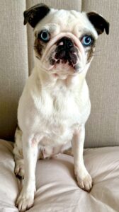 White and black pug with blue eyes sitting on the bed