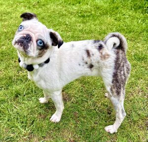 White and black pug with blue eyes standing on grass tilting head