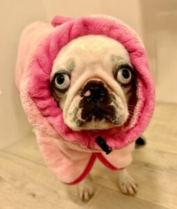 White and black pug with blue eyes wearing a towel
